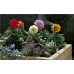 GARDENA MICRO DRIP EINDSPROEIKOP VLAKSTRAAL GARDENA MICRO DRIP EINDSPROEIKOP VLAKSTRAAL